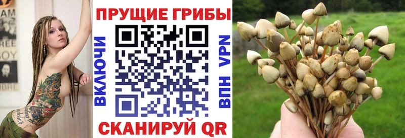 Псилоцибиновые грибы GOLDEN TEACHER  закладка  гидра маркетплейс  Новороссийск 